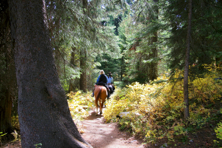 Bridle Trails